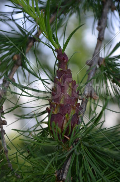Молодые шишки на дереве