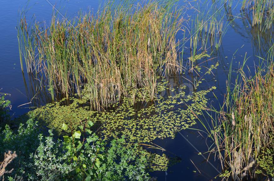 Болотные растение возвышаются над водной гладью 