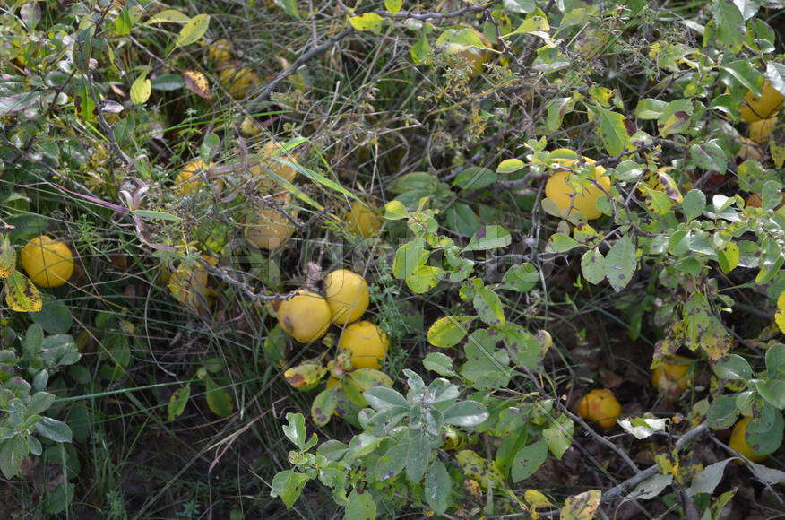 Спелые плоды Фейхоа на дереве 