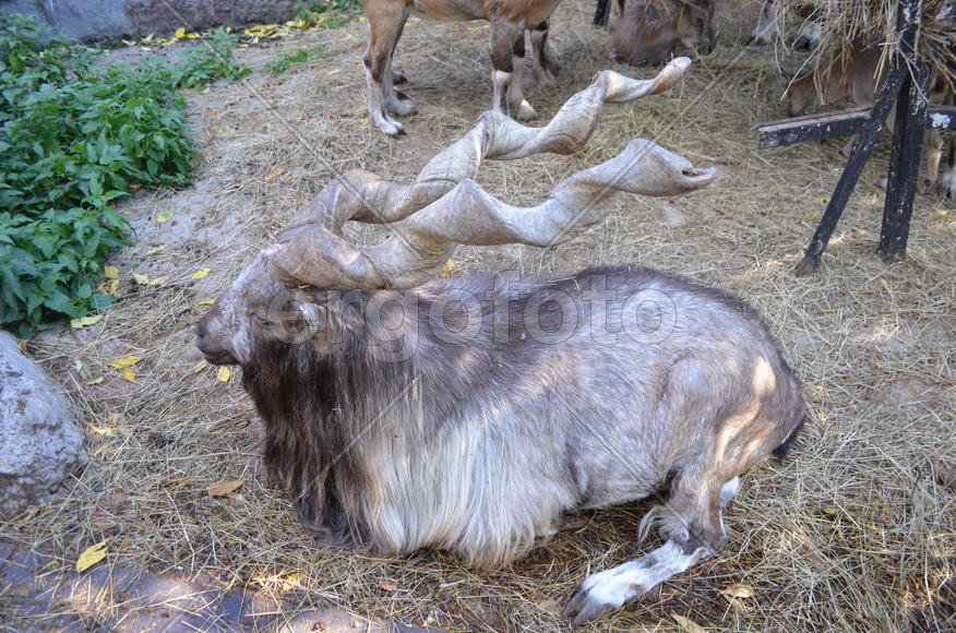 Осень. Парнокопытные: винторогий козёл или мархур (лат. Capra falconeri)