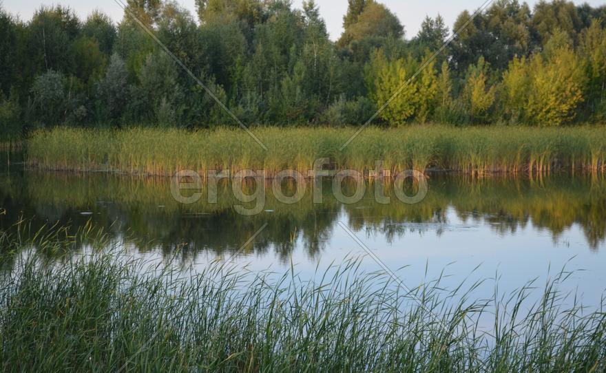 Заросшее камышами озеро 