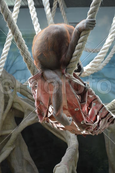 Обезьяна в зоопарке 