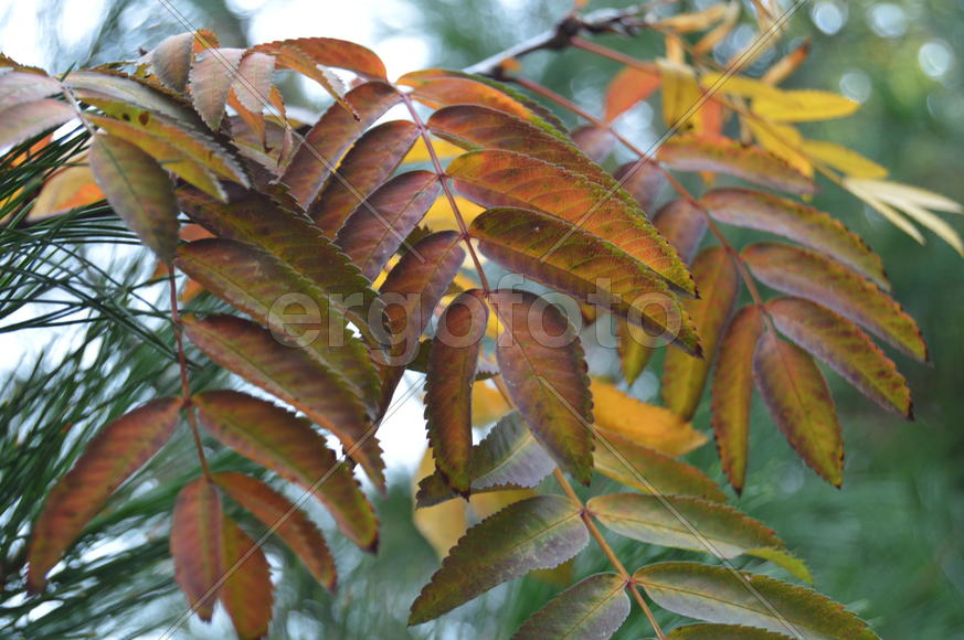 Золотая осень. Пожелтевшая листва ранней осени 