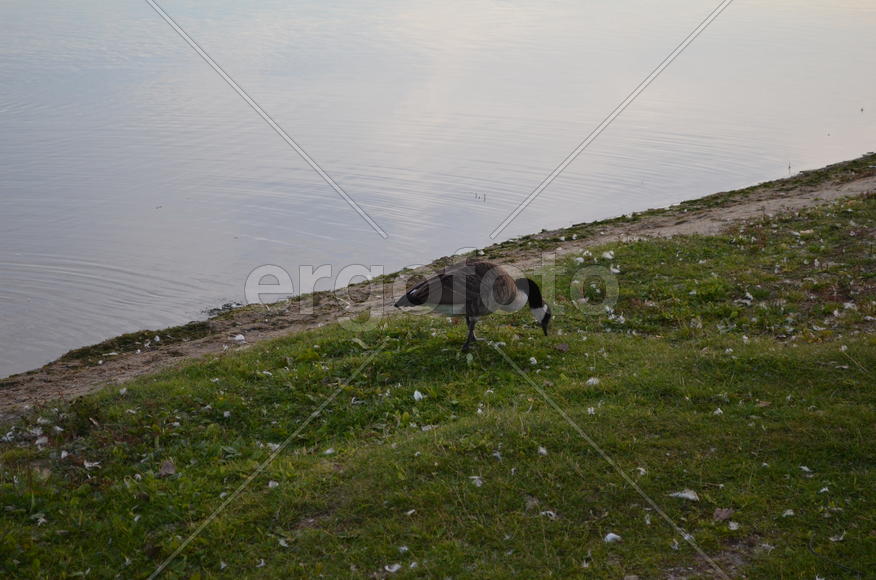 Дикий гусь на берегу озера