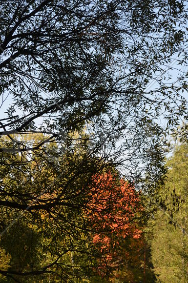 Графика кроны