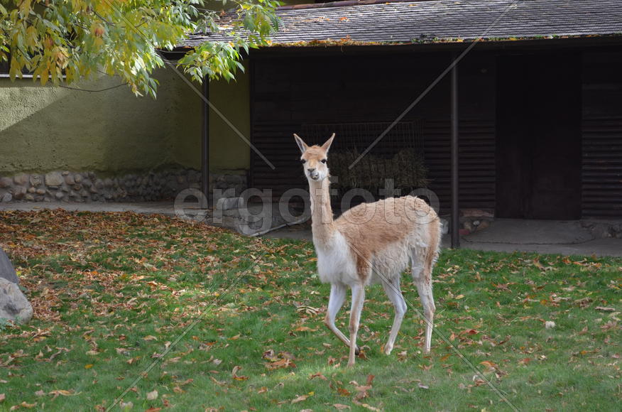 Осень. Парнокопытные: гуанако в вольере