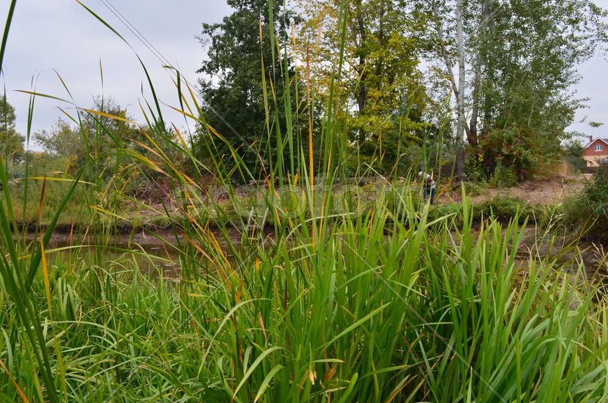 Зеленые кусты у водоема 