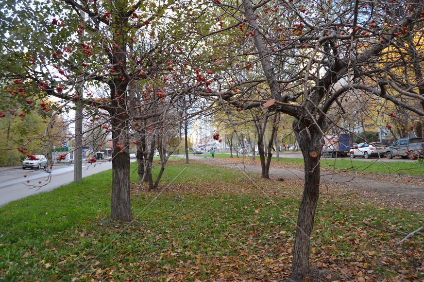 Золотая осень. Пожелтевшая листва осенью 