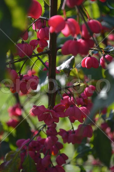 Бересклет плодоносит