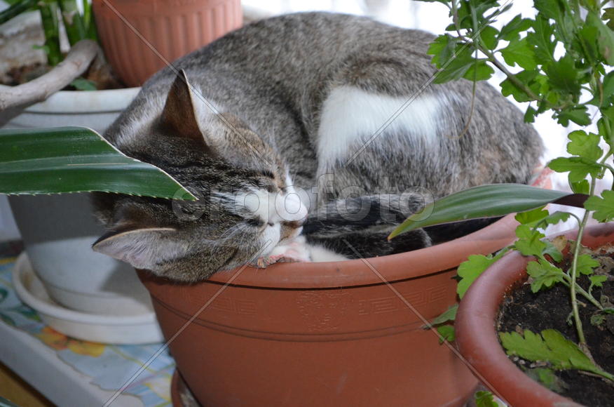 Кошка спит в горшке из под растений 