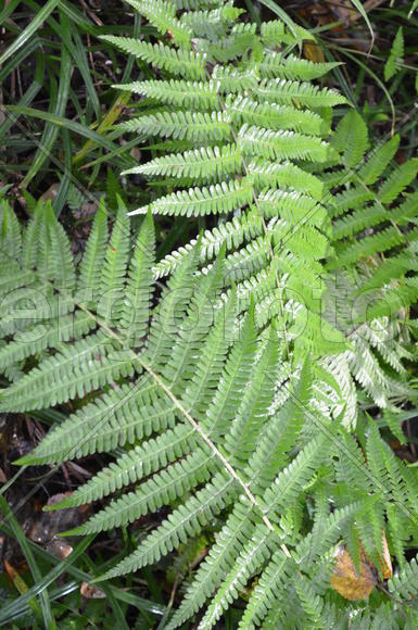 Зеленый папоротник 