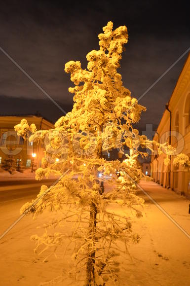 Желтая ночь