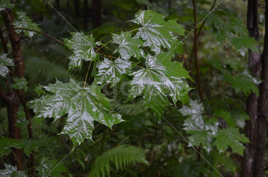 Лесные растения 
