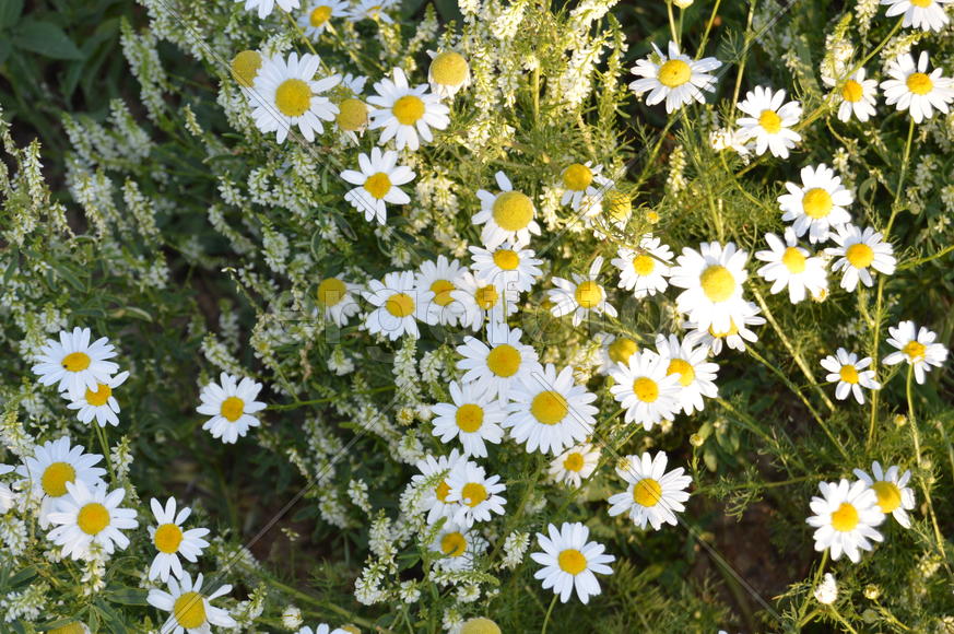 Белые ромашки 