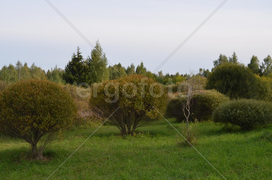 Зеленый сад 