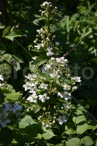 Ежеви́ка гига́нтская, армя́нская или гимала́йская (лат. Rúbus armeniácus): ветви с белыми цветами