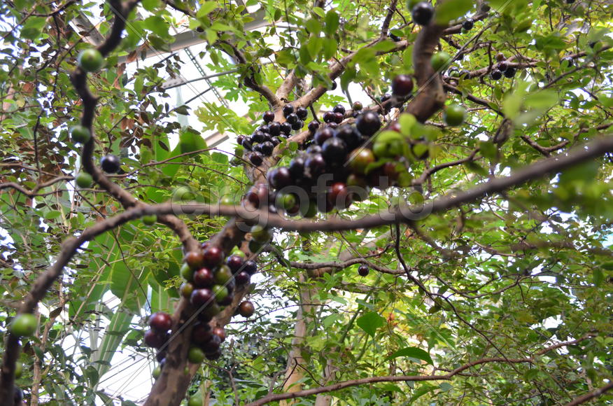 Жаботикаба: ствол усыпанный ягодами