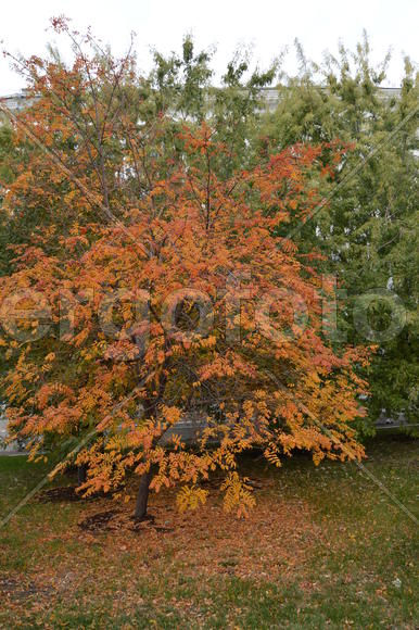 Золотая осень. Пожелтевшая листва ранней осени 