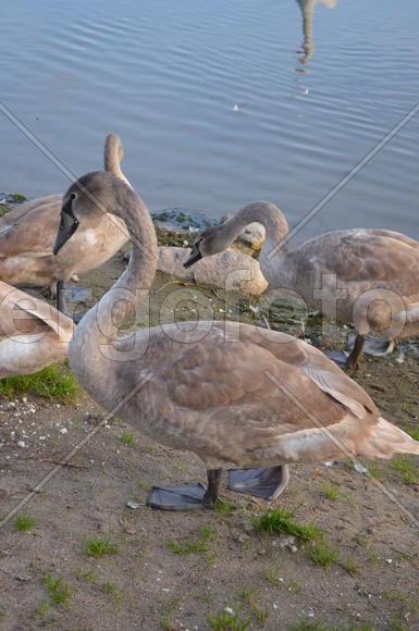 Дикие утки на берегу водоема 