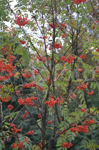 Куст рябины