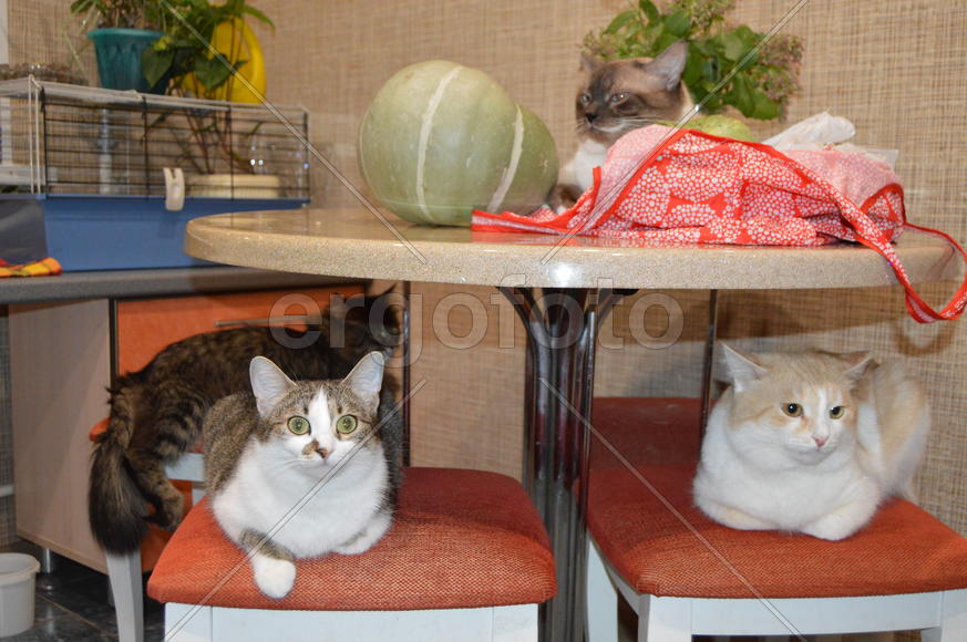 Домашние ухоженные кошки 