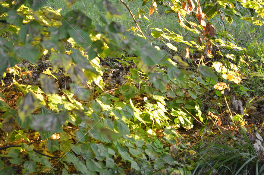 Крова деревьев освещенная лучами солнца 