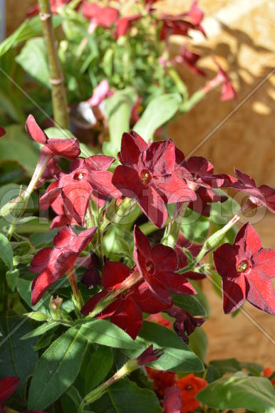 Красные бутоны цветов 