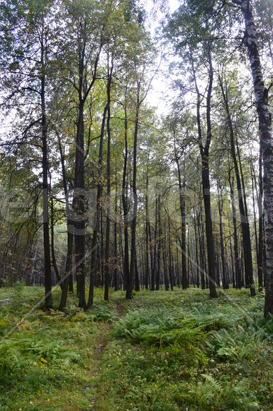 Пейзаж в чаще леса 