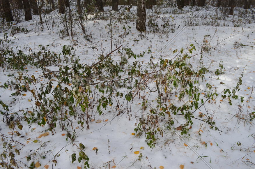 Зима на носу