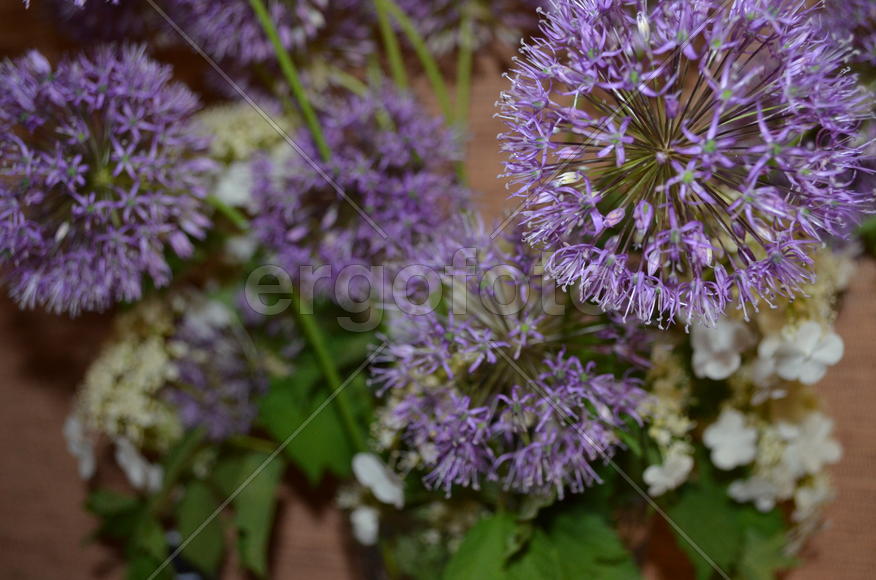 Лук афлатунский