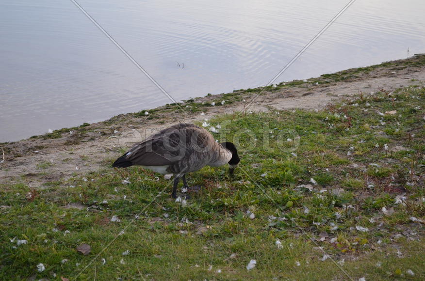 Дикие утки на берегу водоема 