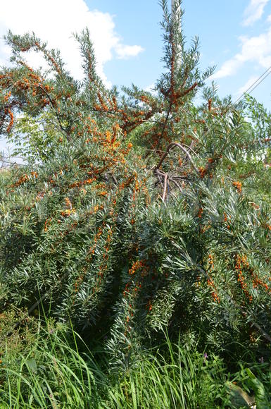 Облепииха (Hippóphae) сем.: Elaeagnaceae: куст