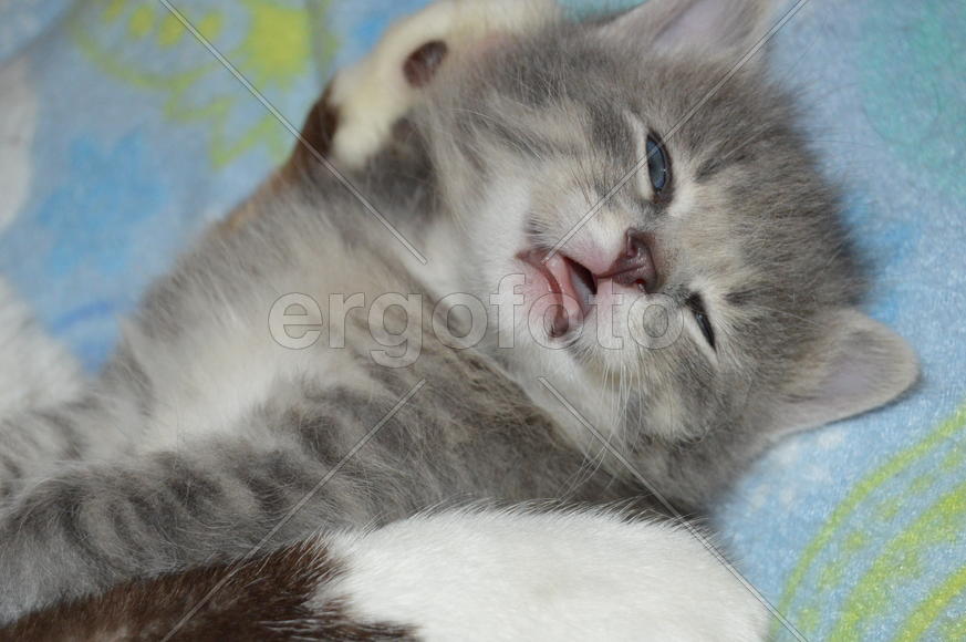 Серый дымчатый  котенок в полоску