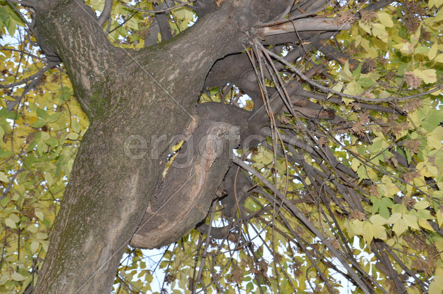 Золотая осень. Пожелтевшая листва ранней осени 