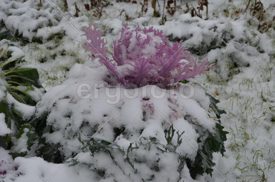 Капуста в розовой короне