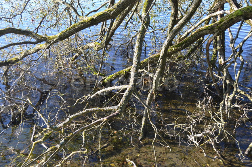 Засыхающие дерево над водоемом 