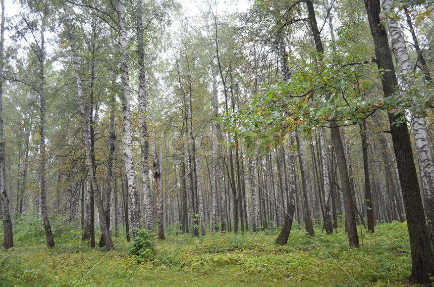 Пейзаж в чаще леса 