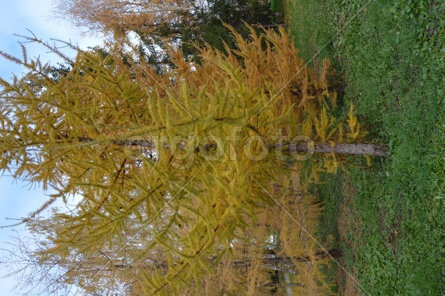 Золотая осень. Пожелтевшая листва осенью 