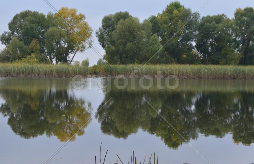 Деревья на берегу озера 