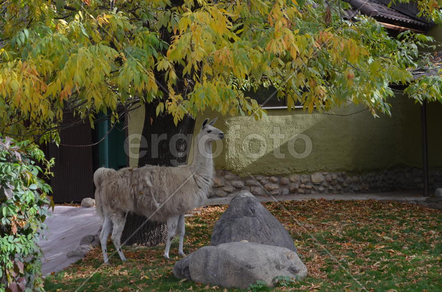 Осень. Парнокопытные: гуанако в вольере