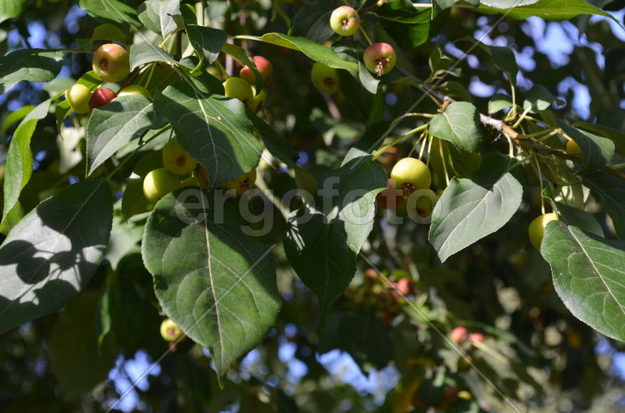 Яблоневое дерево с плодами 