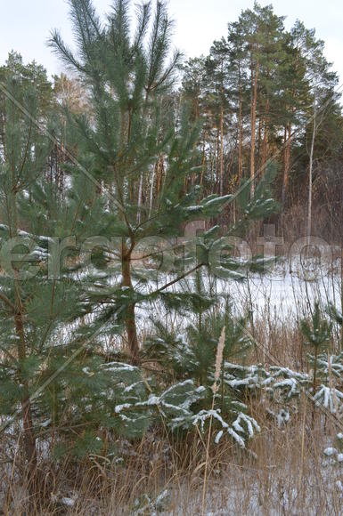 Сосна в снегу