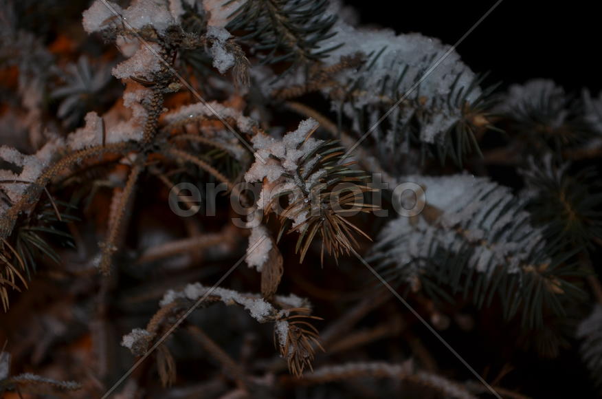 Очаровательные ветки