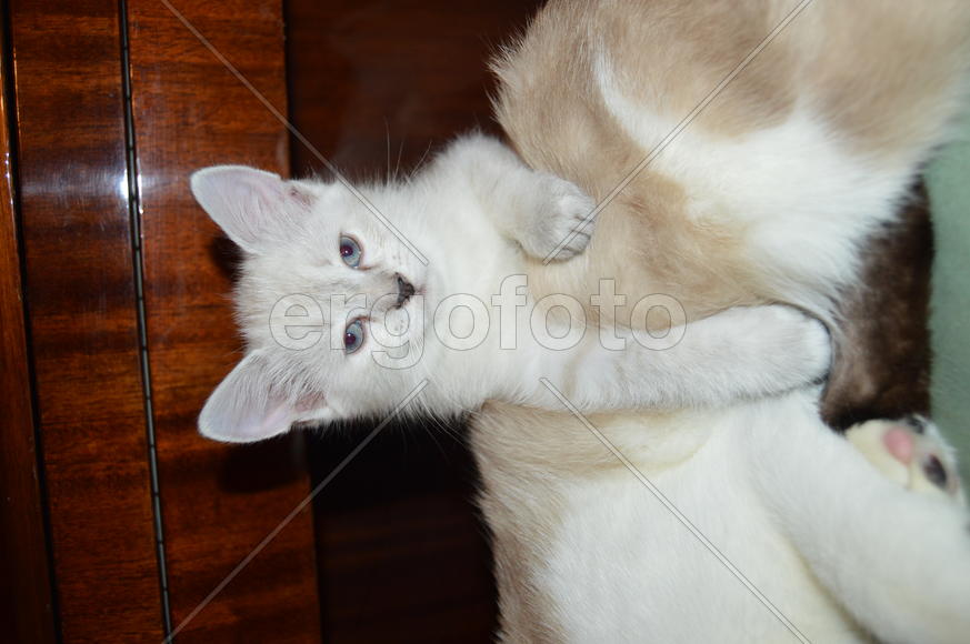 Тайский котенок