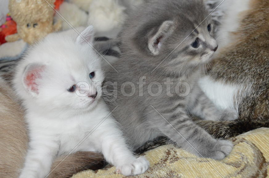Котята. Близнецы