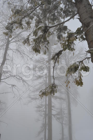 Лес в облаках