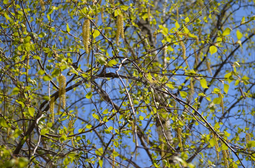 Весенние сережки