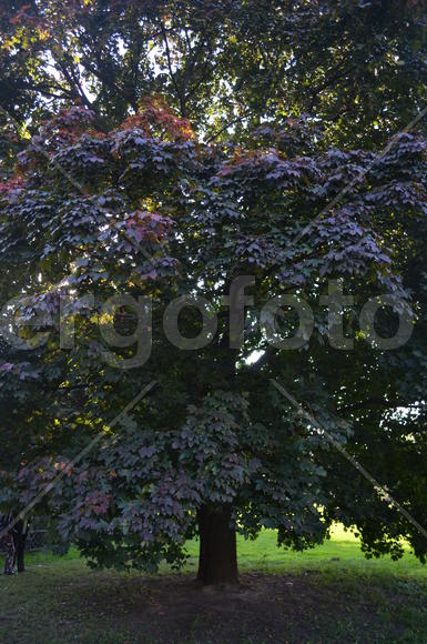 Роскошный клен