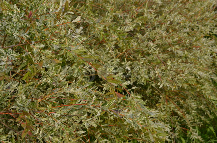 Фон, лиственное растение 