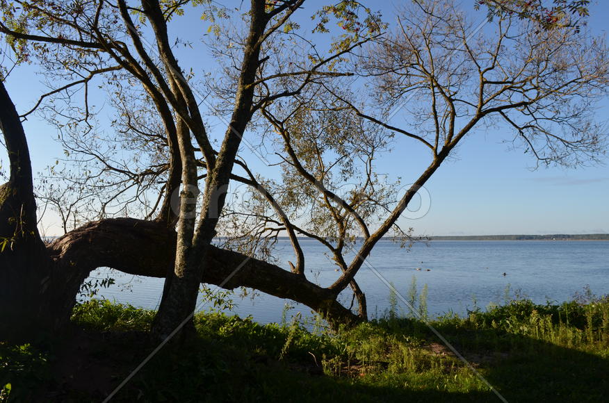 Засыхающие дерево над водоемом 